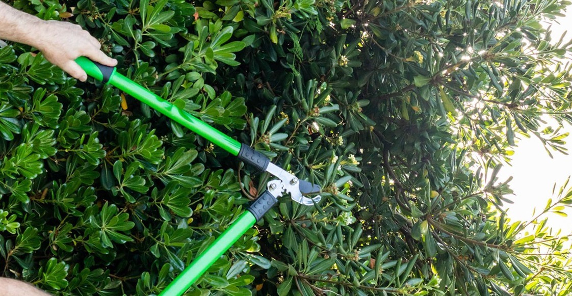 Consejos para la poda de árboles
