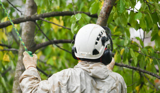 Poda de árboles: ¿Qué árboles hay que podar en otoño?