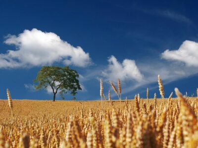 Productos Monti lanza al mercado las nuevas Minitostas con 4 cereales y 6 semillas