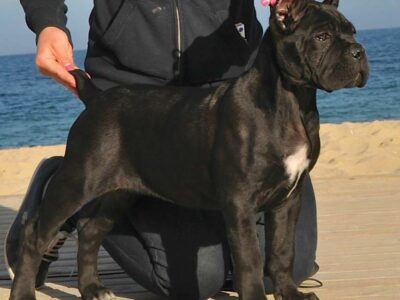 Barcelona, Madrid y Valencia, las provincias con mayor demanda de perros guardianes