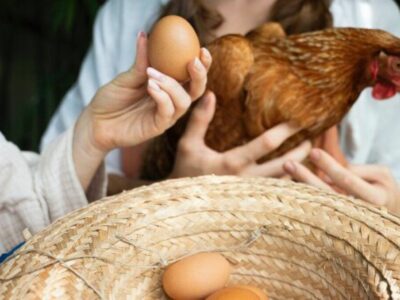 El pienso para gallinas ponedoras de Bifeedoo ha demostrado tener un impacto positivo en la calidad de los huevos