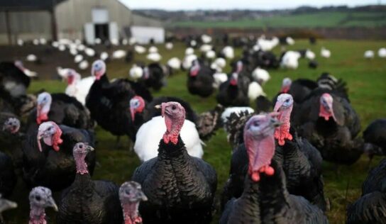 Bifeedoo lidera la alimentación sostenible con su nuevo pienso ecológico para pavos