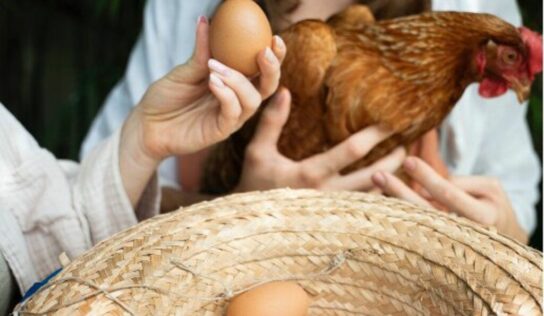 El pienso para gallinas ponedoras de Bifeedoo ha demostrado tener un impacto positivo en la calidad de los huevos