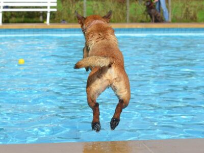 Piscinas Lara: «Las clases de natación para perros son una medida que los particulares deberían considerar este verano»