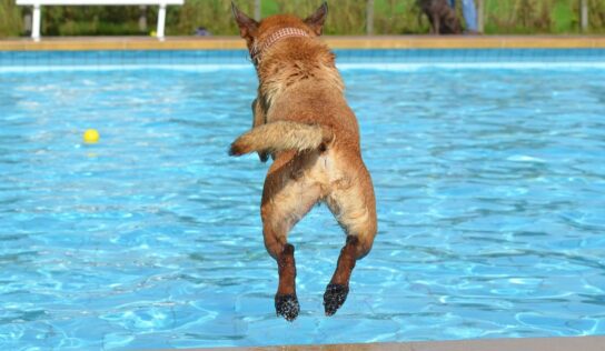 Piscinas Lara: «Las clases de natación para perros son una medida que los particulares deberían considerar este verano»