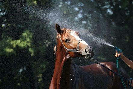 Bifeedoo confiesa los secretos para un cuidado óptimo de los animales de corral en verano