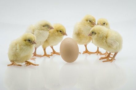 Pienso ecológico para pollos de Bifeedoo: excelencia en avicultura
