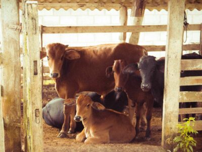 Bifeedoo lidera el rumbo sostenible con su pienso ecológico para vacas