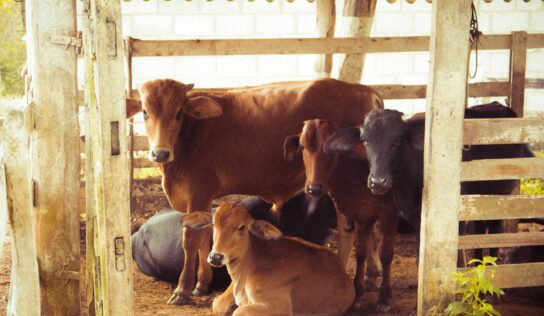 Bifeedoo lidera el rumbo sostenible con su pienso ecológico para vacas