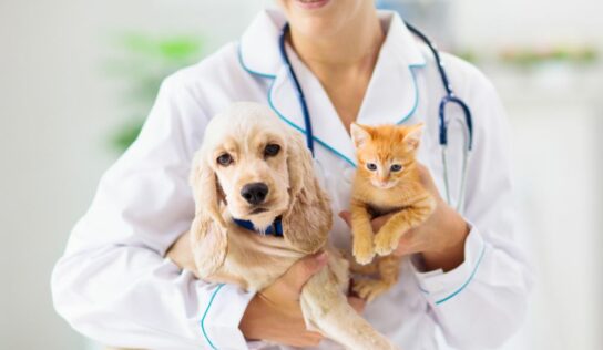 INDIBA potencia su división «Animal Health» basada en medicina regenerativa para caballos, perros y gatos