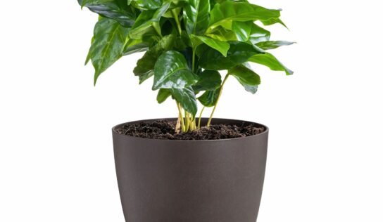 Elho presenta su nueva colección de macetas elaboradas con residuos de café