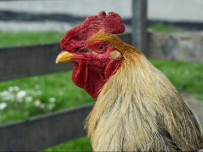 Bifeedoo destaca la calidad superior de la carne de pollo gracias al pienso ecológico