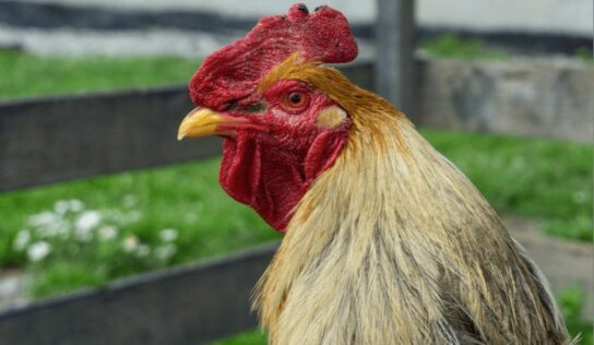 Bifeedoo destaca la calidad superior de la carne de pollo gracias al pienso ecológico