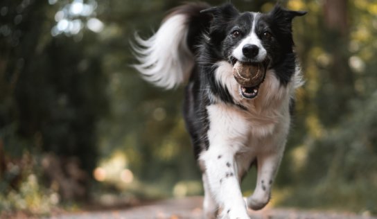 El Centro Veterinario Integral La Cañada se convierte en un punto de referencia en Valencia para el cuidado de mascotas