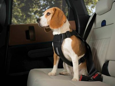Thule Cappy, el arnés de coche para perros