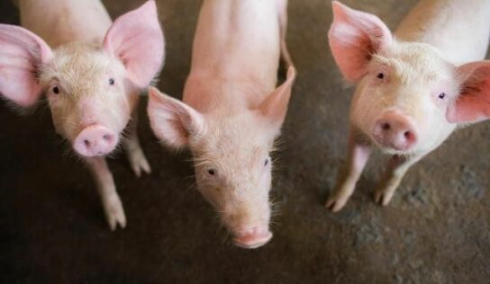 Bifeedoo mejora la salud y productividad del ganado porcino con su pienso ecológico para cerdos