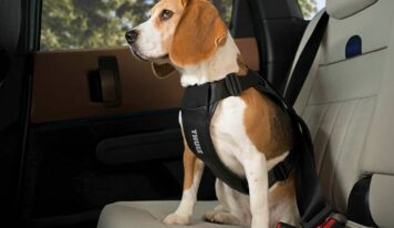 Thule Cappy, el arnés de coche para perros