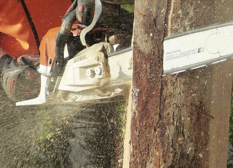 Poda de árboles como parte del mantenimiento del hogar