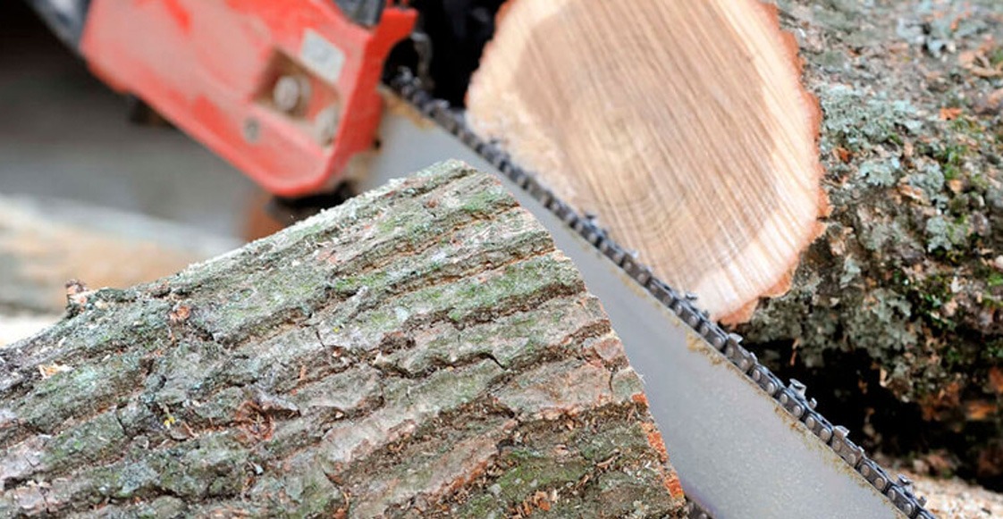 ¿Y si te dijeran que podar mejora la salud del árbol?