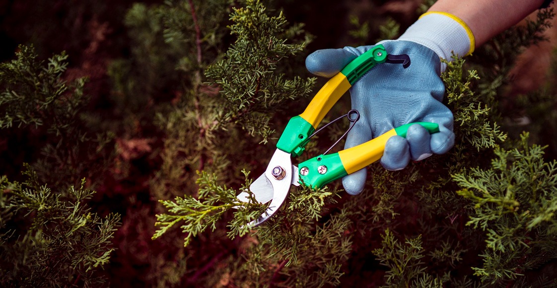 Los árboles también “hablan” Los árboles también “hablan”