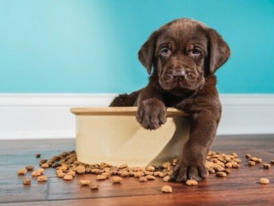 Un estudio muestra beneficios medioambientales de la comida a base de plantas para perros en el Reino Unido