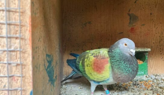 Salud y vuelo óptimo gracias al pienso ecológico para palomos deportivos de Bifeedoo