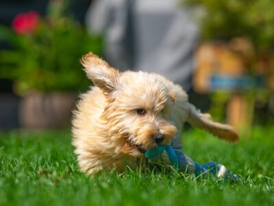 Finca Von Martin: excelencia, ética y amor por las razas toy en el corazón de la sierra madrileña