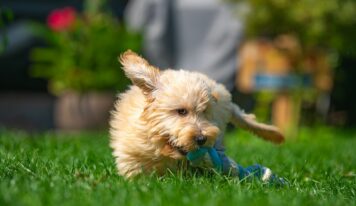 Finca Von Martin: excelencia, ética y amor por las razas toy en el corazón de la sierra madrileña