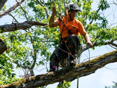 Los fundamentos básicos para realizar una tala de árboles de forma segura y responsable