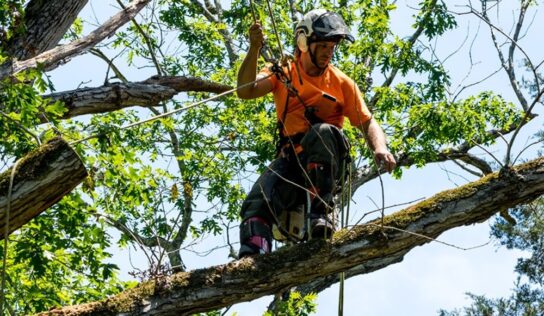 Los fundamentos básicos para realizar una tala de árboles de forma segura y responsable
