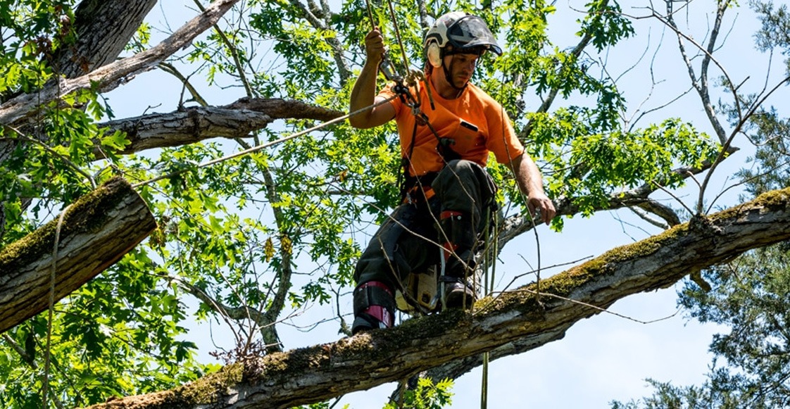 Los fundamentos básicos para realizar una tala de árboles de forma segura y responsable