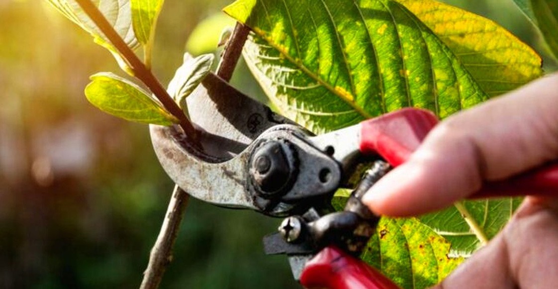 Impacto social y valor urbano del arbolado correctamente gestionado Impacto social y valor urbano del arbolado correctamente gestionado