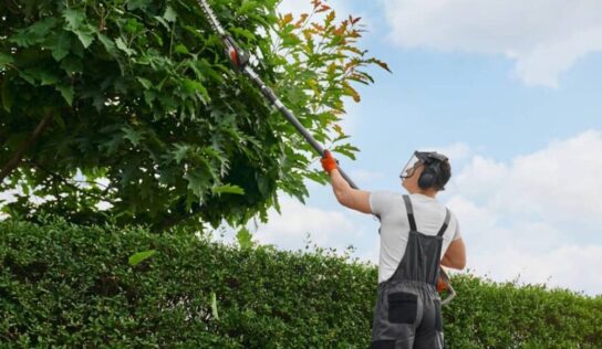 La gestión de poda de árboles como estrategia clave para ciudades sostenibles