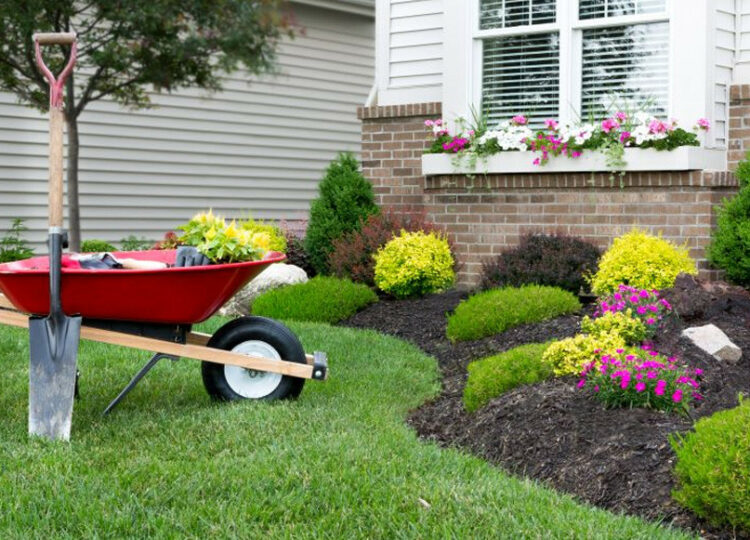 Cómo mantener y optimizar tu jardín: guía completa para espacios verdes saludables