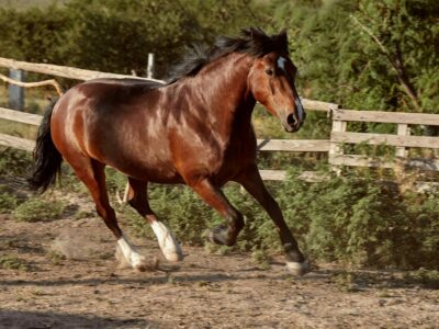Bifeedoo destaca el valor de la energía natural en caballos mediante su pienso ecológico para caballos