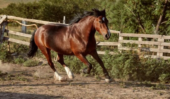 Bifeedoo destaca el valor de la energía natural en caballos mediante su pienso ecológico para caballos