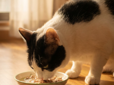 Chef Miau lleva a los hogares españoles comida natural para gatos, pensada a medida de cada animal