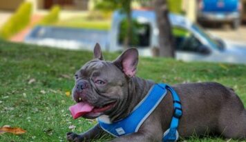 El 77% de los españoles teme no saber cuidar correctamente de su mascota cuando envejezca
