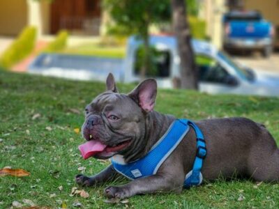El 77% de los españoles teme no saber cuidar correctamente de su mascota cuando envejezca