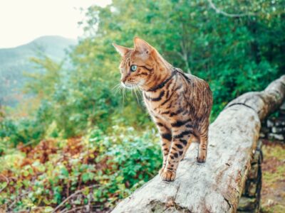 ORIJEN™ propone 4 rutas para perros y gatos en España y da las claves de cómo prepararlos para la aventura